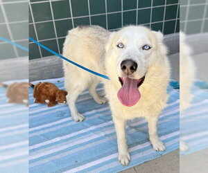 CRYSTAL - Female Siberian Husky Dog for Adoption - Photo #3