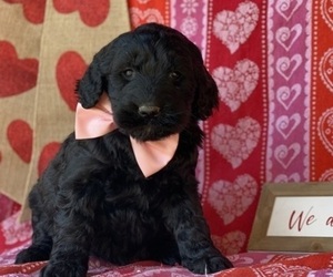 Goldendoodle Puppy for sale in LANCASTER, PA, USA