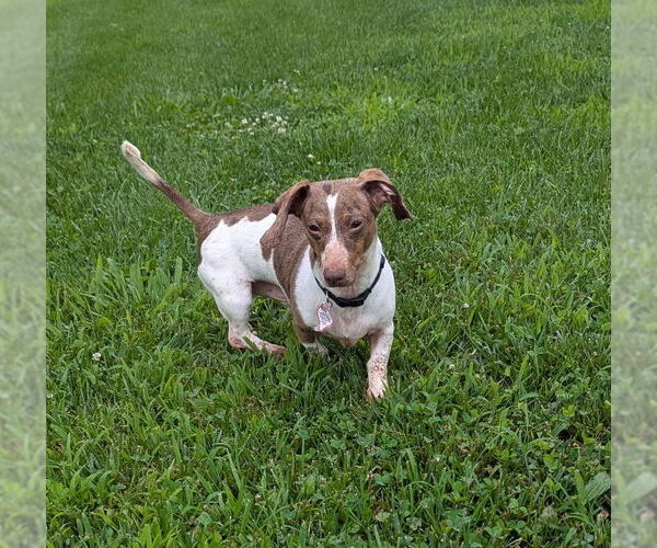 Medium Photo #4 Dachshund Puppy For Sale in Shelbyville, TN, USA