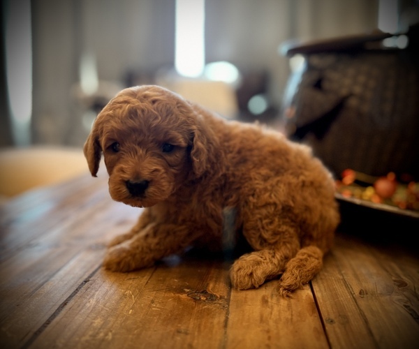 Medium Photo #1 Goldendoodle (Miniature) Puppy For Sale in SAINT JAMES, MO, USA
