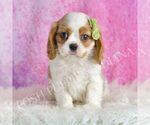 Small #1 Cavalier King Charles Spaniel