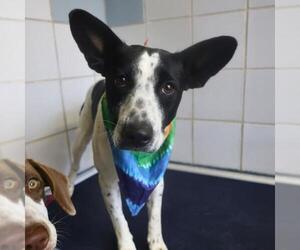 Mutt Dogs for adoption in San Antonio, TX, USA