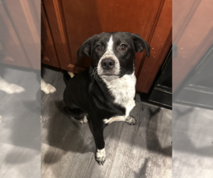 Dean - Male Pointer-Unknown Mix Dog for Adoption - Photo #3