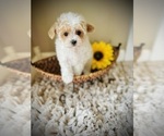 Small Photo #5 Maltipoo Puppy For Sale in CROSSVILLE, TN, USA