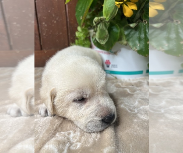 Medium Photo #13 Labrador Retriever Puppy For Sale in NEOLA, WV, USA