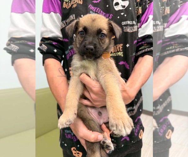 Medium Photo #1 Mutt Puppy For Sale in Holly Springs, NC, USA