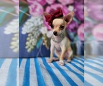 Small #6 Chihuahua