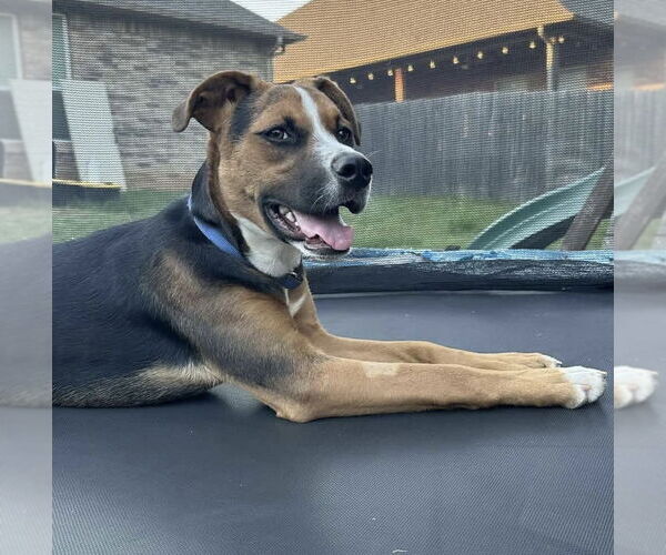 Medium Photo #21 Mutt Puppy For Sale in OKLAHOMA CITY, OK, USA