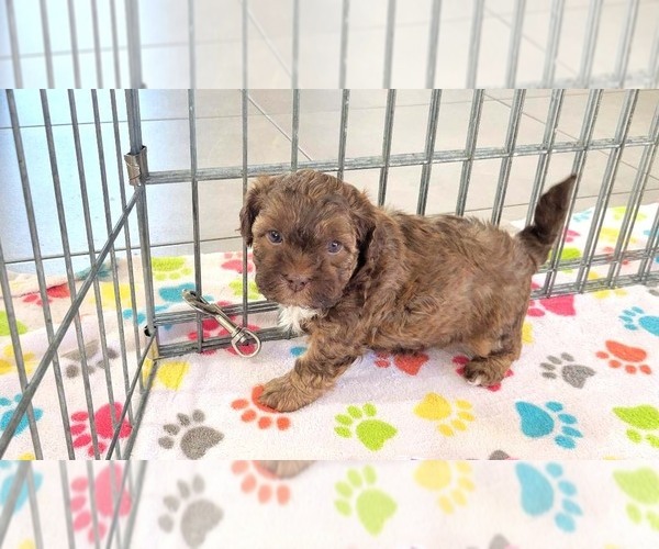 Medium Photo #1 ShihPoo Puppy For Sale in ORO VALLEY, AZ, USA