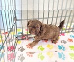 Small ShihPoo