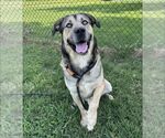 Woody - Male Gerberian Shepsky Dog for Adoption - Small photo