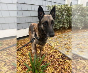 Mutt Dogs for adoption in Imlay City, MI, USA