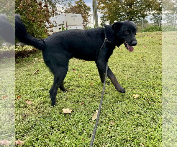 Medium Photo #2 Mutt Puppy For Sale in Sparta, TN, USA