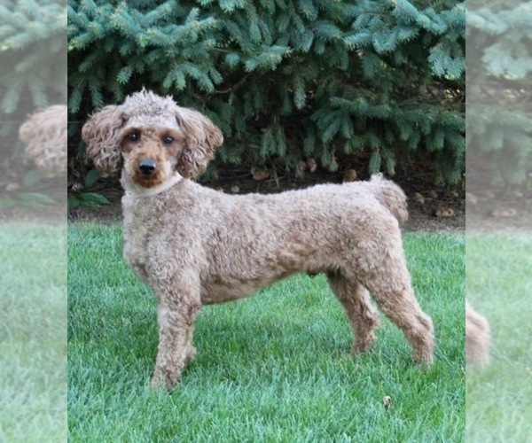 Medium Photo #1 Miniature Labradoodle Puppy For Sale in MILLERSBURG, OH, USA