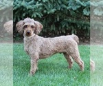 Small Photo #1 Miniature Labradoodle Puppy For Sale in MILLERSBURG, OH, USA