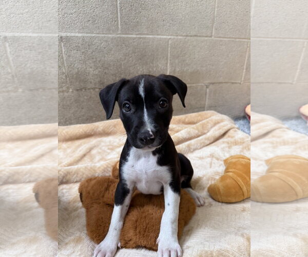 Medium Photo #2 Staffordshire Bull Terrier-Unknown Mix Puppy For Sale in Seal Beach, CA, USA