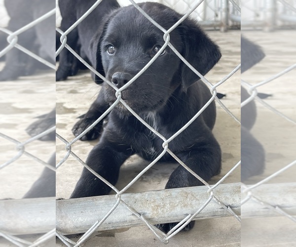 Medium Photo #8 Golden Retriever-Rottweiler Mix Puppy For Sale in MARION, KS, USA