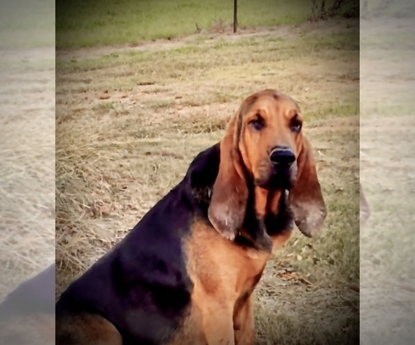 Medium Photo #1 Bloodhound Puppy For Sale in COLLINSVILLE, AL, USA