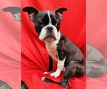 Small Photo #7 Faux Frenchbo Bulldog Puppy For Sale in WATERVLIET, NY, USA