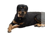 Small #3 Rottweiler