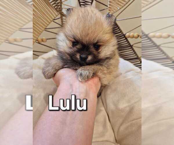 Medium Photo #6 Pomeranian Puppy For Sale in Winnipeg, Manitoba, Canada