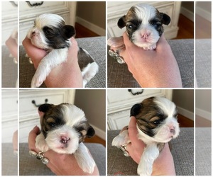 Shih Tzu Puppy for sale in COLUMBIA, NC, USA