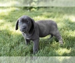 Small Cane Corso