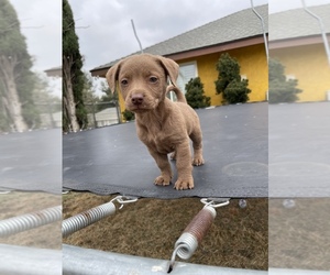 Mutt Puppy for sale in JURUPA VALLEY, CA, USA