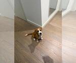 Chestnut - Male Mutt Dog for Adoption - Small photo