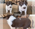 Puppy Vella Australian Shepherd