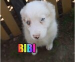 Small Photo #2 Australian Shepherd Puppy For Sale in jasper, AR, USA