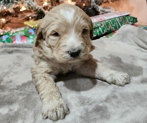 Goldendoodle Puppy for Sale in RUTHERFORDTON, North Carolina USA