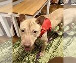 Small #1 American Staffordshire Terrier-Labrador Retriever Mix