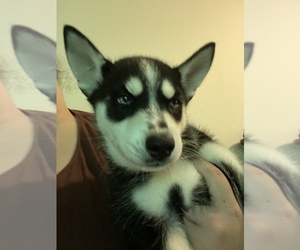 Siberian Husky Puppy for sale in BANGOR, WA, USA