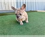 Small #7 French Bulldog