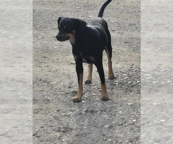 Medium Photo #1 Chihuahua-Unknown Mix Puppy For Sale in San Antonio, TX, USA