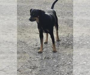 Chihuahua-Unknown Mix Dogs for adoption in San Antonio, TX, USA