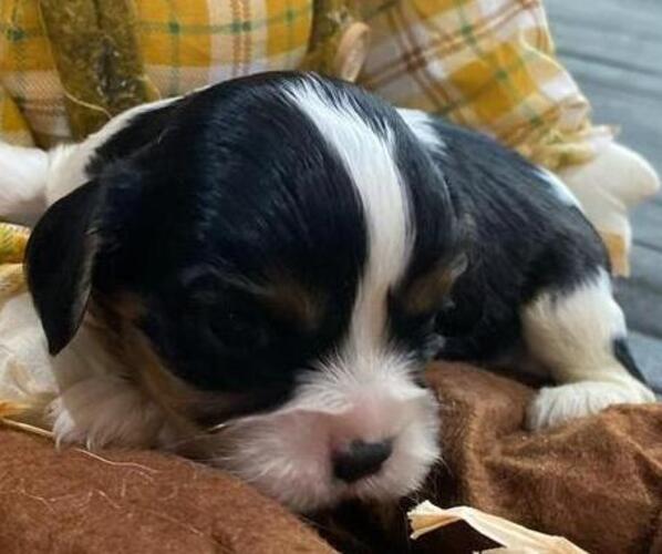 Medium Photo #1 Cavalier King Charles Spaniel Puppy For Sale in HICKORY, NC, USA