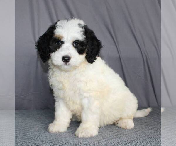 Medium Photo #2 Bernedoodle-Poodle (Miniature) Mix Puppy For Sale in SUNBURY, PA, USA
