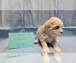 Maltipoo Puppy for sale in BROOKFIELD, MO, USA