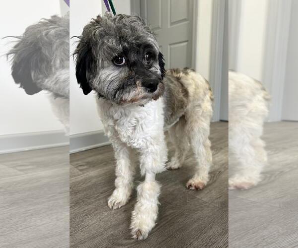 Medium Photo #8 Havanese Puppy For Sale in Westminster, MD, USA