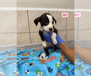 Mutt Dogs for adoption in Sterling, MA, USA