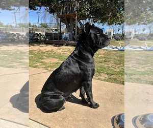 Mother of the Cane Corso puppies born on 04/14/2026