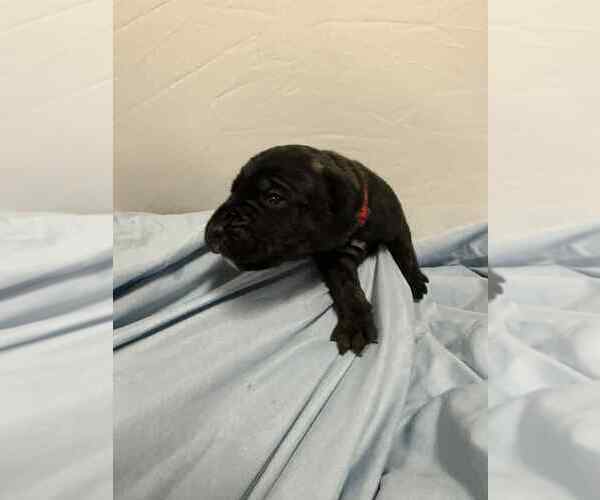 Medium Photo #3 Cane Corso Puppy For Sale in CAMBY, IN, USA