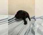 Small #2 Cane Corso