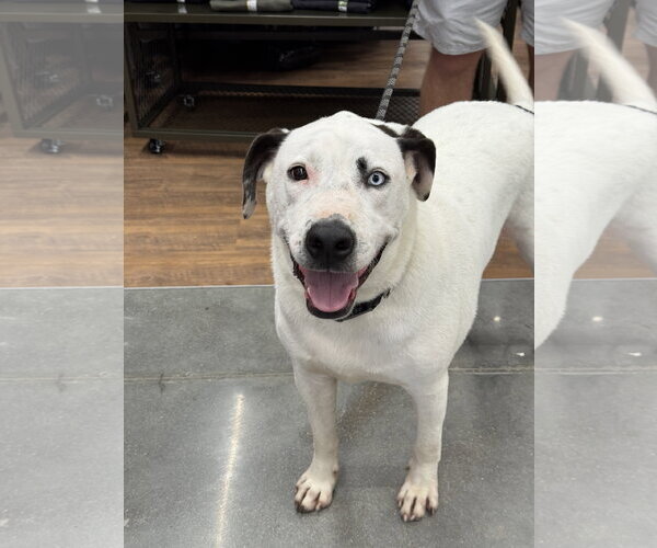 Medium Photo #11 Mutt Puppy For Sale in White Bluff, TN, USA
