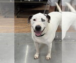Small #10 Mutt