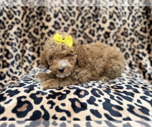 Medium Photo #9 Cock-A-Poo Puppy For Sale in LAKELAND, FL, USA