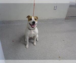 Labrador Retriever-Unknown Mix Dogs for adoption in Pasadena, TX, USA
