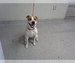 Small Labrador Retriever Mix